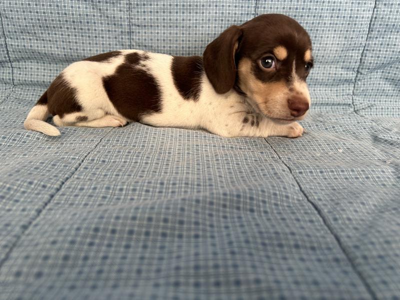 Akc miniature outlet dachshund